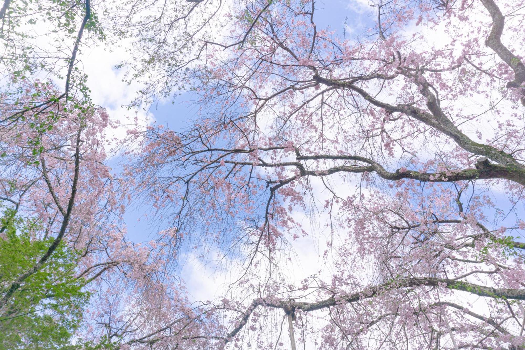 Tokyu Stay Kyoto Sakaiza Shijo Kawaramachi Exteriér fotografie
